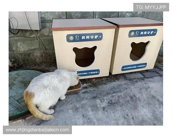 猫真人txt电子书完整版免费下载，支持多平台阅读的最佳资源推荐